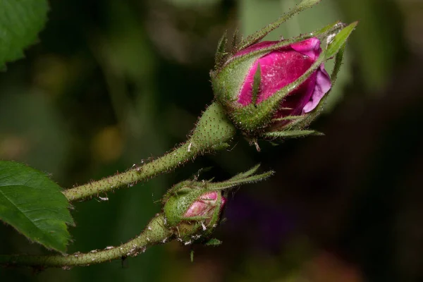 Två Vackra Lila Rosor Växer Vårträdgård Oblåst Blomma Levande Natur — Stockfoto