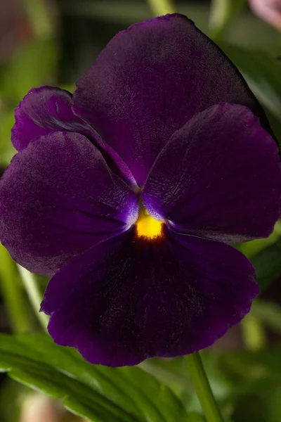 Schöne Violette Stiefmütterchen Wachsen Auf Einer Grünen Wiese Lebendige Natur — Stockfoto