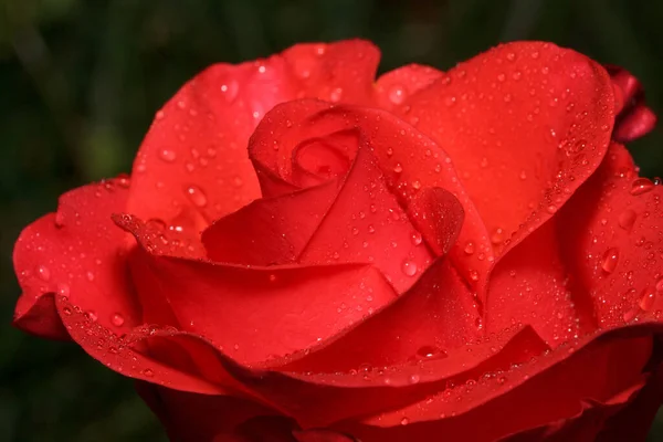 Πέταλα Από Ένα Όμορφο Ροζ Τριαντάφυλλο Σταγόνες Καλοκαιρινής Βροχής Ζωντανή — Φωτογραφία Αρχείου