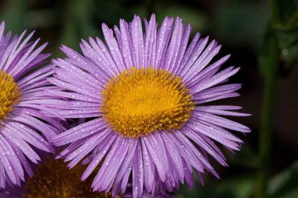 Beautiful Aster Violet Petals Growing Summer Garden Live Nature Early — Stock Photo, Image