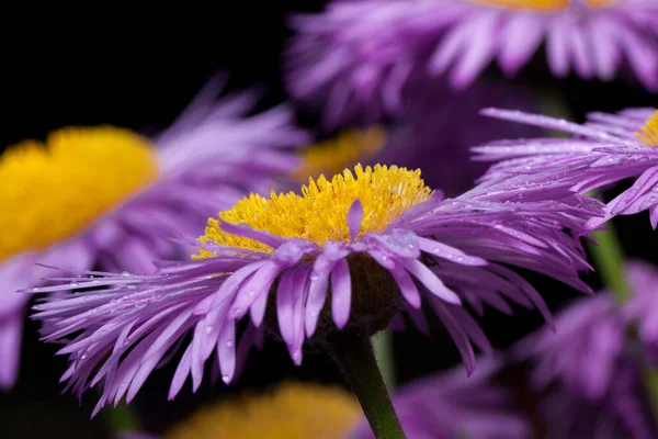 Schöne Aster Mit Violetten Blütenblättern Wächst Auf Einer Grünen Wiese — Stockfoto