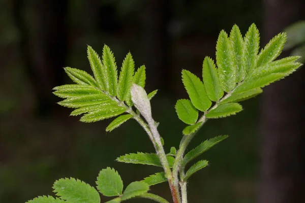 Ung kvist av rönn med färska gröna blad. I vårskogen. — Stockfoto