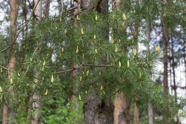 コーンの大きなグループと松の若い緑の小枝。春の森で. — ストック写真