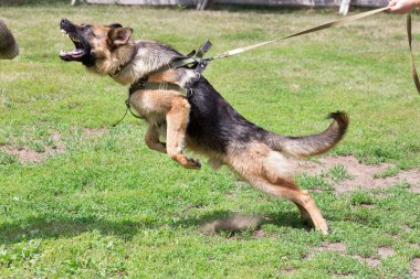 Bir polis köpeğini Cynoloji kulübünde eğitmek. Alman çoban köpeği iş başında..