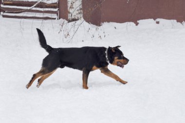 Şirin Rottweiler köpeği kış parkında beyaz bir karla koşuyor. Evcil hayvanlar..