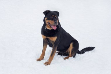 Şirin Rottweiler köpeği kış parkında beyaz bir karın üzerinde oturuyor. Evcil hayvanlar..
