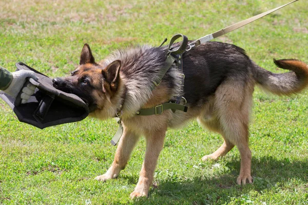 Bir Alman çoban köpeğini Cynoloji kulübünde eğitmek. Saldırı gösterisi. — Stok fotoğraf
