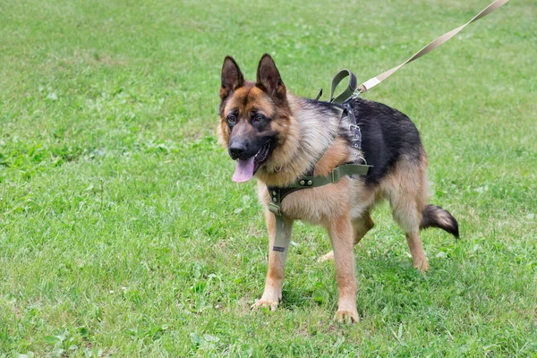 Perro pastor alemán cachorro está de pie sobre una hierba verde en el parque de espías. Animales de compañía . — Foto de Stock