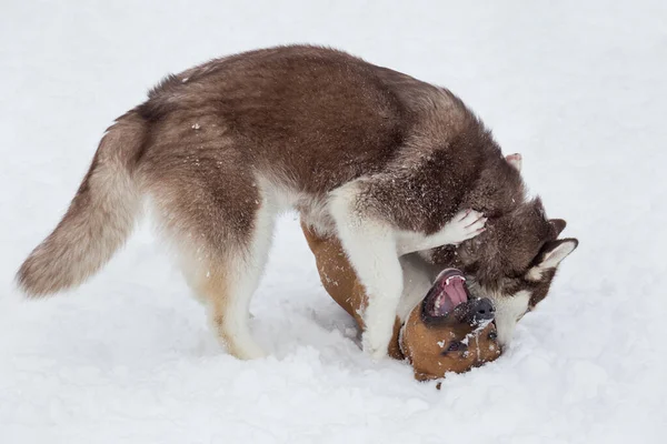 Χαριτωμένο Siberian Husky κουτάβι και το κουτάβι amstaff παίζουν στο χειμερινό πάρκο. Ζώα συντροφιάς. — Φωτογραφία Αρχείου