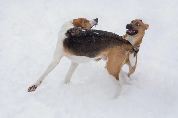 Leuke Russische hond en Amerikaanse staffordshire terriër puppy spelen in het winterpark. Dieren. — Stockfoto