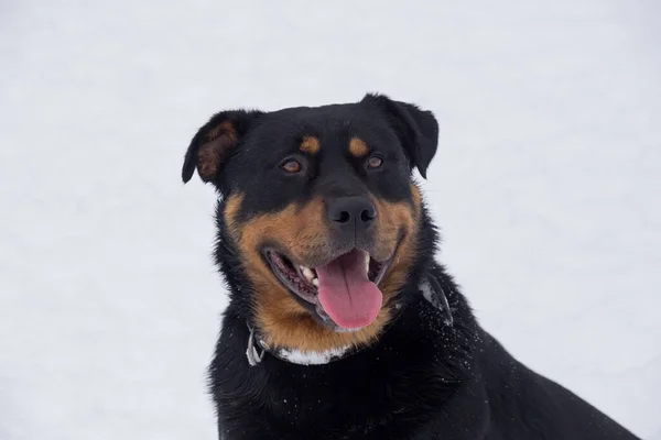 Cute szczeniak rottweiler izolowany na białym tle. Zwierzęta domowe. — Zdjęcie stockowe