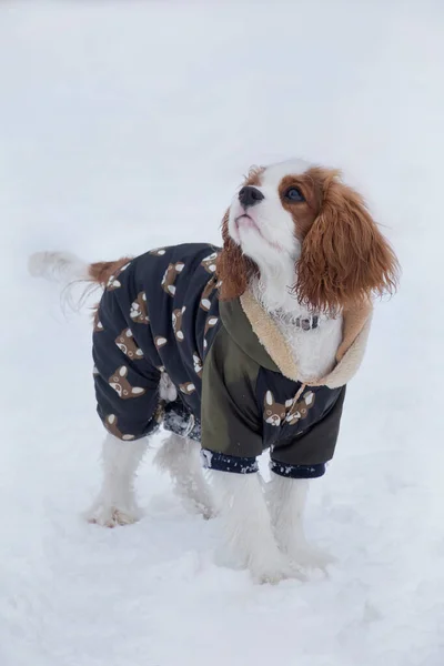 Cute cavalier king charles spaniel cachorro está de pie sobre una nieve blanca en el parque de invierno. Animales de compañía . —  Fotos de Stock