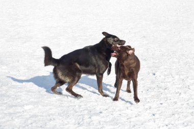 Kış parkında Multibred dig ve Labrador Retriever oynuyor. Evcil hayvanlar..