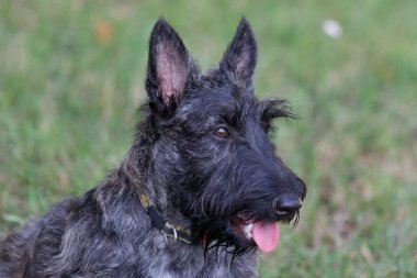 İskoç Teriyer Yavrusu 'nun portresi yaz parkında yeşil çimlerin üzerinde duruyor. Evcil hayvanlar..