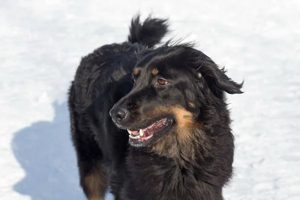 Porträtt av gullig hovawart i vinterparken. Sällskapsdjur. — Stockfoto