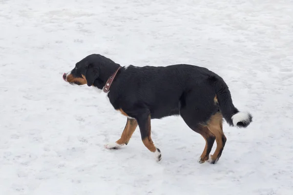 Cute appenzeller sennenhund szczeniak jest chodzenie po białym śniegu w parku zimowym. Zwierzęta domowe. — Zdjęcie stockowe