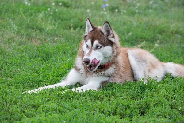 Schattige Siberische husky puppy ligt op een groen gras in het zomerpark. Dieren. — Stockfoto