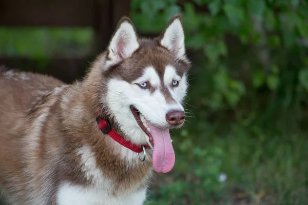 Bonito filhote de cachorro siberiano husky está de pé em uma grama verde no parque de verão. Animais de companhia . — Fotografia de Stock