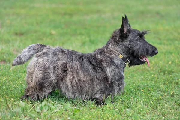 Small scottish terrier is standing on a green grass in the summer park. Pet animals. — Stock Photo, Image