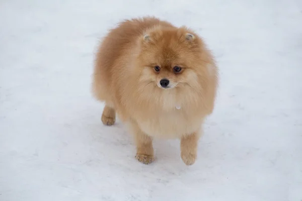 Şirin Pomeranya köpek yavrusu kış parkında beyaz bir karın üzerinde duruyor. Deutscher Spitz veya Zwergspitz. — Stok fotoğraf