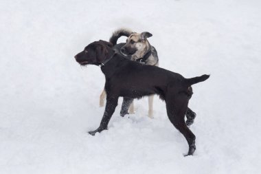 Tatlı Deutsch Drahthaar ve çoklu döllenmiş köpek kış parkında beyaz bir karla oynuyorlar. Evcil hayvanlar..