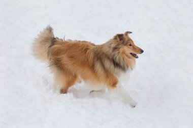Şirin Scotch collie kış parkında beyaz bir kar üzerinde yürüyor. Evcil hayvanlar..