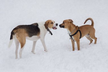 Rus av köpeği ve Amerikan personeli teriyer köpeği kış parkında oynuyorlar. Evcil hayvanlar..