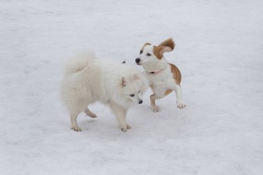 Şirin Japon köpek ve çoklu köpek yavrusu kış parkında beyaz bir karla oynuyorlar. Evcil hayvanlar. Safkan köpek..