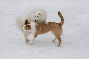 Melez köpek yavrusu ve Japon köpek yavrusu kış parkında beyaz bir karla oynuyorlar. Evcil hayvanlar. Safkan köpek..