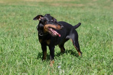 Tatlı Alman Jagdterrier köpeği yaz parkında yeşil çimlerin üzerinde duruyor. Evcil hayvanlar. Safkan köpek..