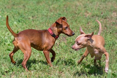 Rus oyuncak teriyer köpeği ve Zwergpinscher köpeği yaz parkında yeşil çimlerde oynuyorlar. Evcil hayvanlar. Safkan köpek..