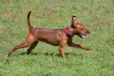 Zwergpinscher köpek yavrusu yaz parkında yeşil çimlerde koşuyor. Evcil hayvanlar. Safkan köpek..
