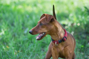 Zwergpinscher köpek yavrusu yaz parkında yeşil çimlerin üzerinde duruyor. Evcil hayvanlar. Safkan köpek..