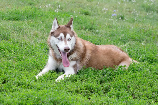 Bonito Filhote Cachorro Siberiano Husky Está Deitado Uma Grama Verde — Fotografia de Stock