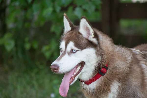 Bonito Filhote Cachorro Siberiano Husky Está Uma Grama Verde Parque — Fotografia de Stock