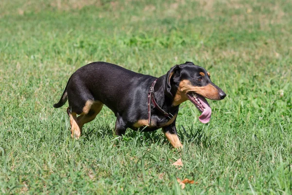 Carino Cucciolo Bassotto Sta Camminando Erba Verde Nel Parco Estivo — Foto Stock