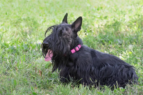 Lindo Negro Escocés Terrier Cachorro Está Sentado Una Hierba Verde —  Fotos de Stock