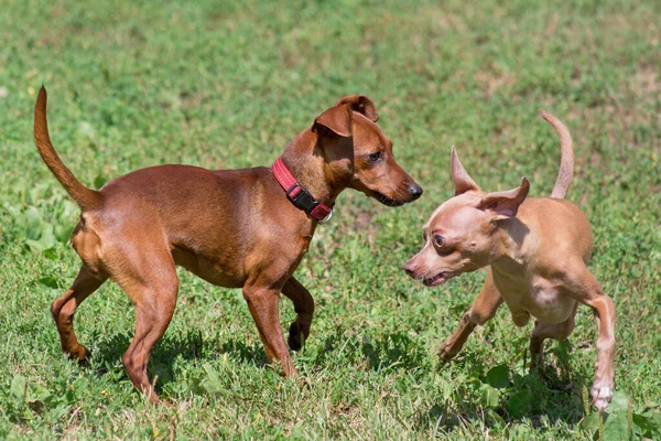 Russian toy terrier puppy and zwergpinscher puppy are playing on a green grass in the summer park. Pet animals. Purebred dog.