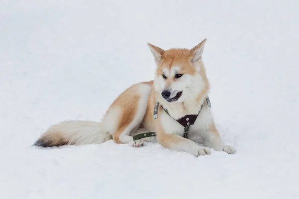 Söt Akita Inu Valp Ligger Vit Snö Vinterparken Sällskapsdjur Renrasiga — Stockfoto