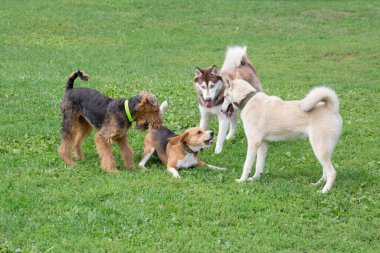 Yaz parkında dört köpek yeşil çimlerde oynuyorlar. Evcil hayvanlar..