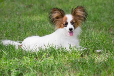 Şirin papillon köpek yavrusu yaz parkında yeşil çimlerin üzerinde yatıyor. Evcil hayvanlar..