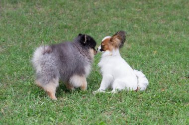 Şirin Pomeranian spitz köpekleri ve kıtasal oyuncak spanyel köpekleri parktaki yeşil çimlerde palazlıyorlar. Evcil hayvanlar..