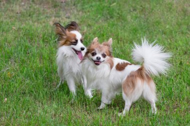 Yaz parkında yeşil çimlerin üzerinde duran iki sevimli kıtasal spanyel köpek yavrusu. Evcil hayvanlar..