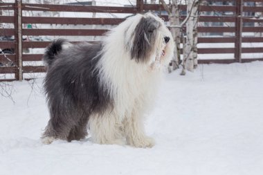 Şirin kısa kuyruklu çoban köpeği kış parkında beyaz bir karın üzerinde duruyor. Evcil hayvanlar..