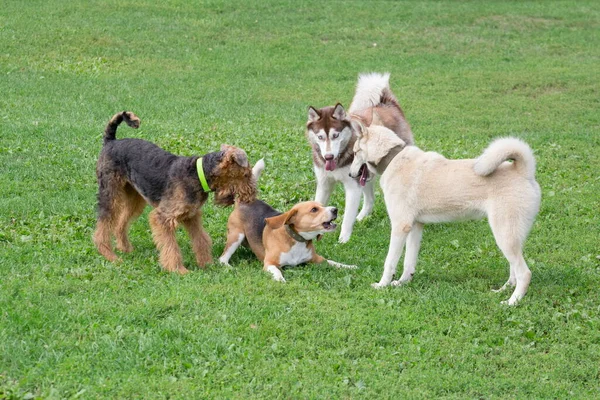Τέσσερα σκυλιά παίζουν σε ένα πράσινο γρασίδι στο καλοκαιρινό πάρκο. Ζώα συντροφιάς. — Φωτογραφία Αρχείου