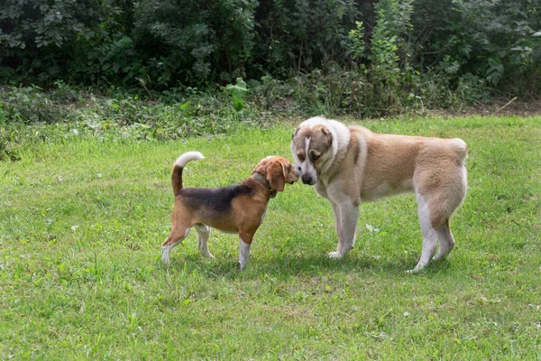 El perrito beagle inglés y el cachorro alabai están parados sobre una hierba verde en el parque de verano. Animales de compañía. —  Fotos de Stock