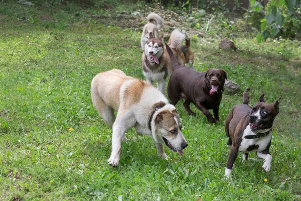 여름 공원에서는 6 마리의 개가 풀밭에서 뛰고 있습니다. 애완 동물. — 스톡 사진