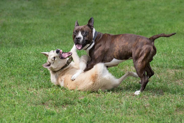 Amerykański szczeniak staffordshire terrier i zachodniosyberyjska laika grają na zielonej trawie w parku. Zwierzęta domowe. — Zdjęcie stockowe