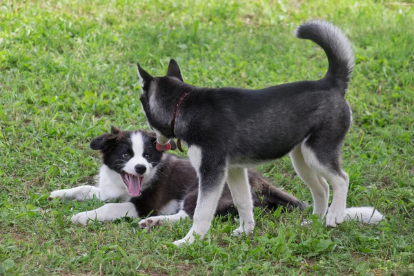 Border collie puppy ve Sibirya husky puppy parkta yeşil çimlerde oynuyorlar. Dört aylık. Evcil hayvanlar..