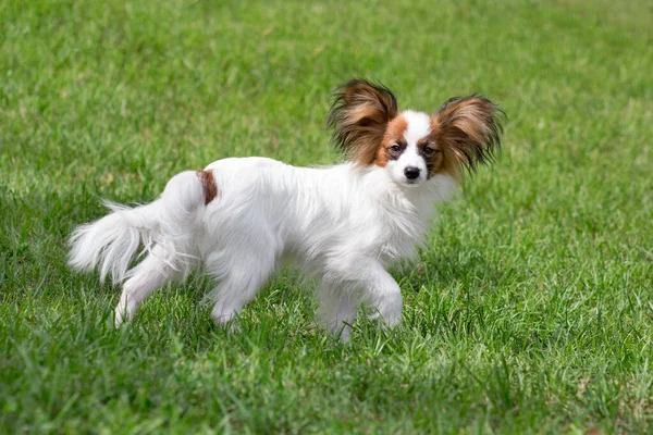 Şirin papillon köpek yavrusu yaz parkında yeşil çimlerin üzerinde duruyor. Evcil hayvanlar..